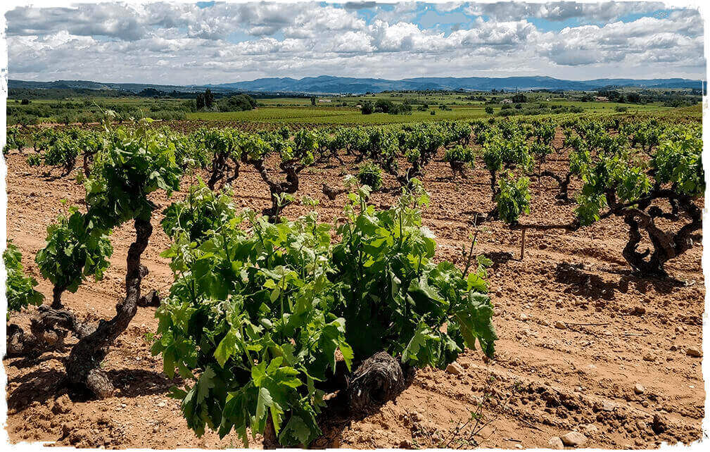 Ca l'Escalló vineyard Macabeu grape strain at Guardiola de Font-rubí from Penedès region