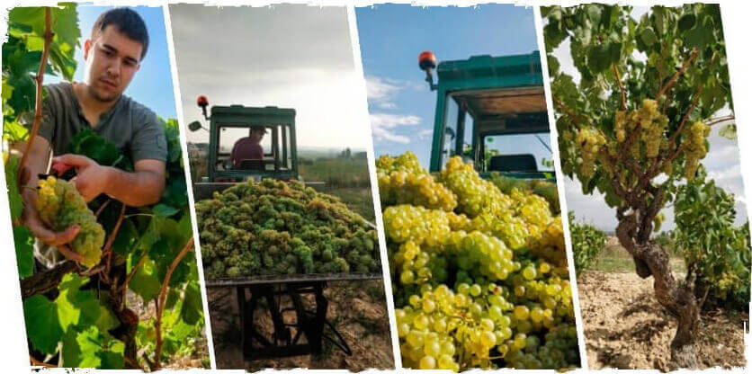 Vendimia de Macabeo al viñedo Cal Escalló en la región vitivinícola del Penedés