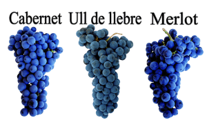 Cabernet Sauvignon, Merlot i Ull de llebre per elaborar el vi negre Vinya Escudé Mil Paraules